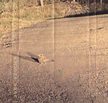 Load image into Gallery viewer, Marta Carin – Dome Stories