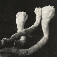 Load image into Gallery viewer, Läuten Der Seele - Unterhaltungen Mit Larven Und Überresten - ElMuelle1931