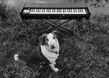 Load image into Gallery viewer, Natalia Beylis - Mermaids - ElMuelle1931