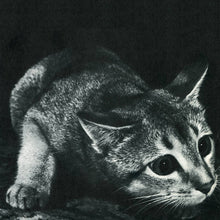 Load image into Gallery viewer, Cindy - Cindy - ElMuelle1931