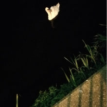 Load image into Gallery viewer, Leyden Jars - Forgeries - ElMuelle1931