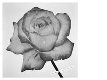 Load image into Gallery viewer, SG - For Lovers Only / Rain Suite - ElMuelle1931