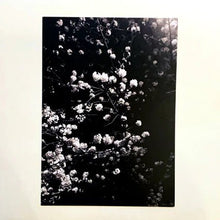 Load image into Gallery viewer, 番長 Taste - 番長 Taste - ElMuelle1931