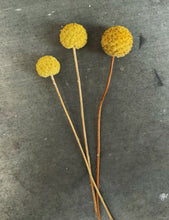 Load image into Gallery viewer, Maxine Funke – Timeless Town - ElMuelle1931
