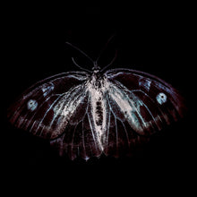 Load image into Gallery viewer, Phill Niblock, Franck Vigroux, Kasper T Toeplitz – BestiaIRE - ElMuelle1931
