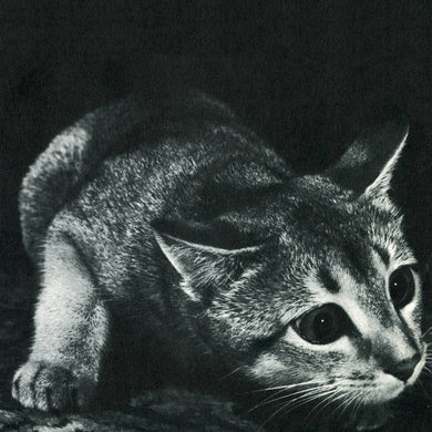 Cindy - Cindy - ElMuelle1931