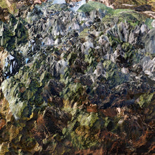 Load image into Gallery viewer, Genetisis - Genetisis - ElMuelle1931
