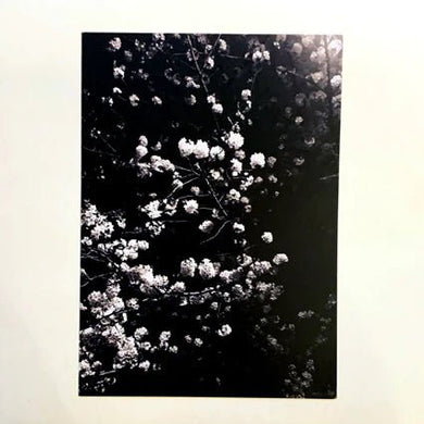 番長 Taste - 番長 Taste - ElMuelle1931